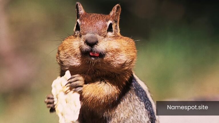 Chipmunk Names
