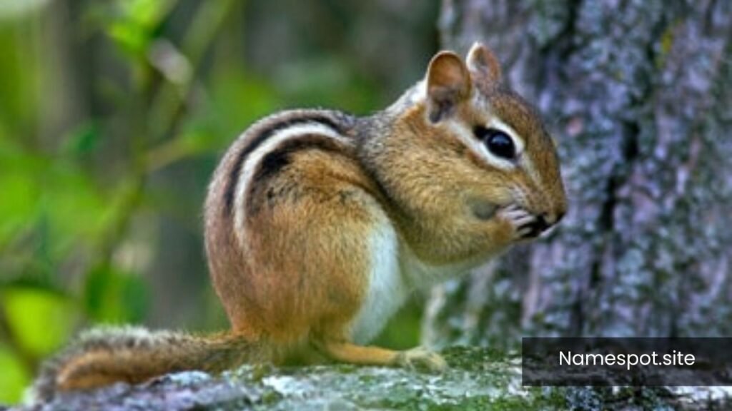 the girl chipmunk names