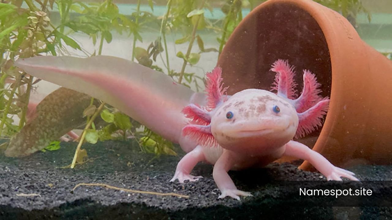 Axolotl Names