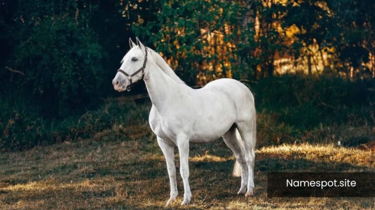 White Horse Names