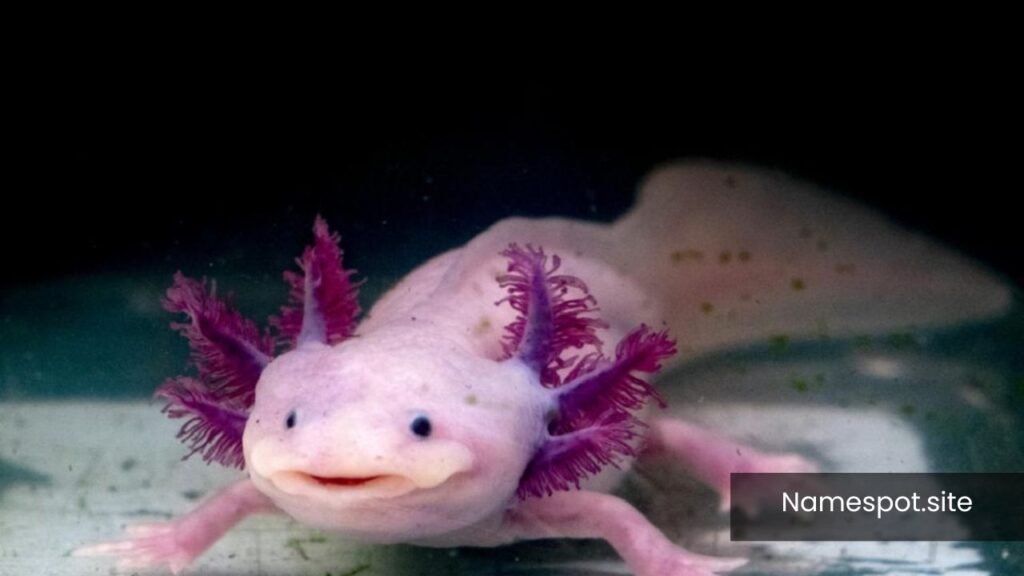 unique axolotl names