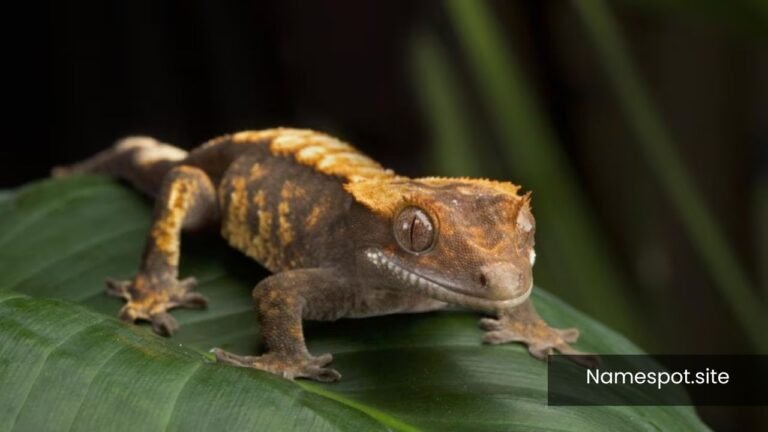 Crested Gecko names