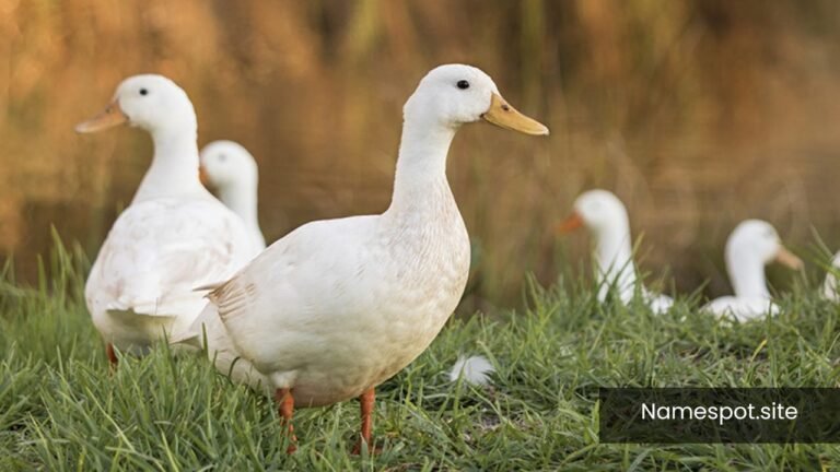 Duck Names
