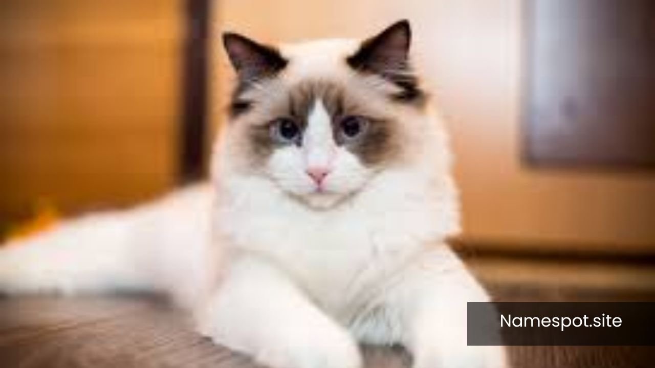 Ragdoll Cat Names